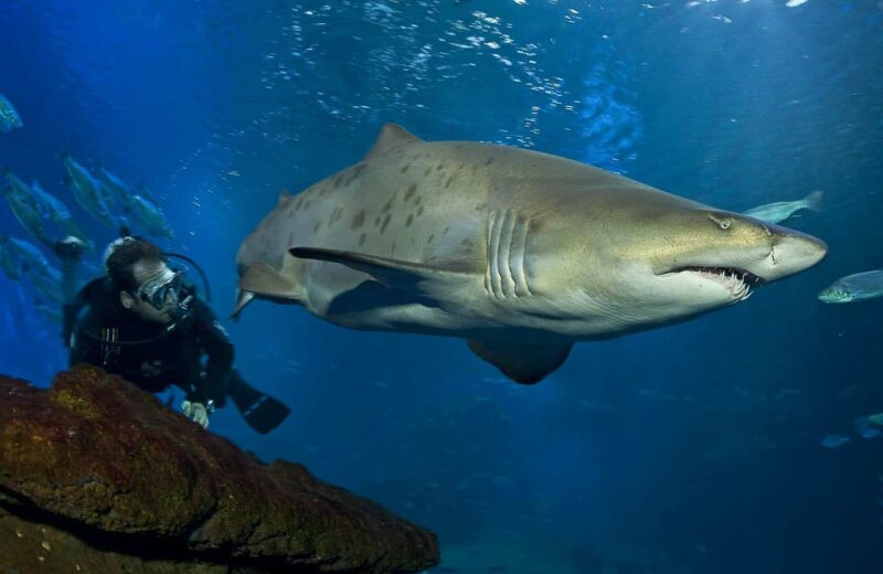 Découvrez le frisson des requins au Palmaaquarium : vivez l’expérience de la plongée