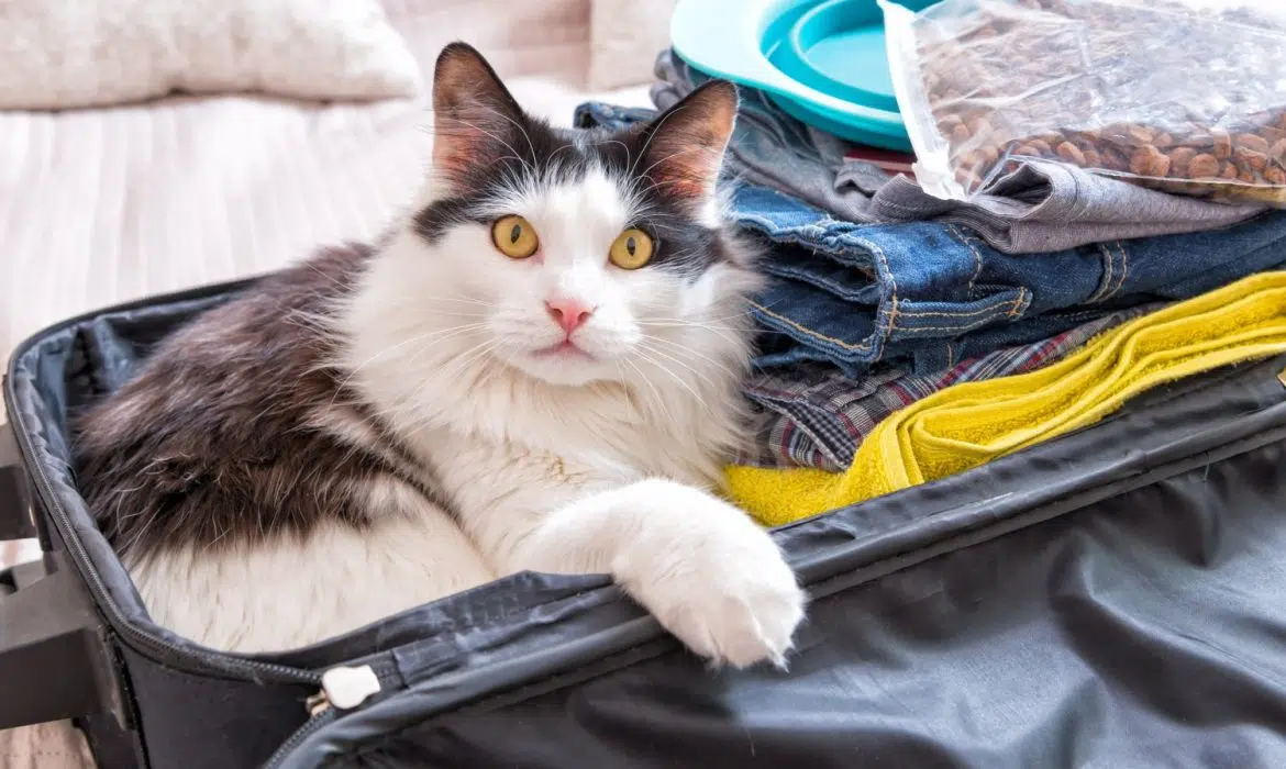 Est-ce qu’un chat peut voyager en avion ?