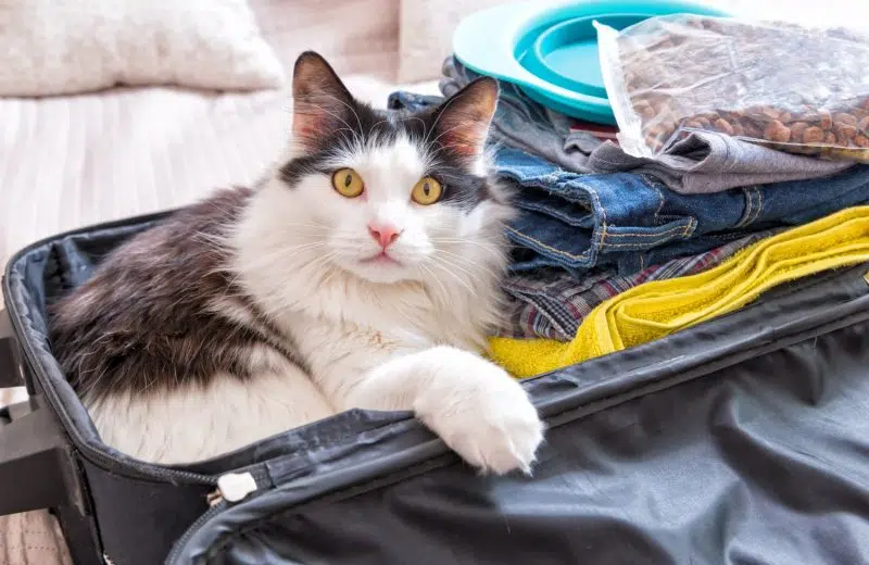 Est-ce qu’un chat peut voyager en avion ?