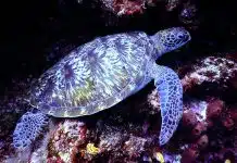 Les destinations de voyage pour observer les animaux marins dans leur habitat naturel