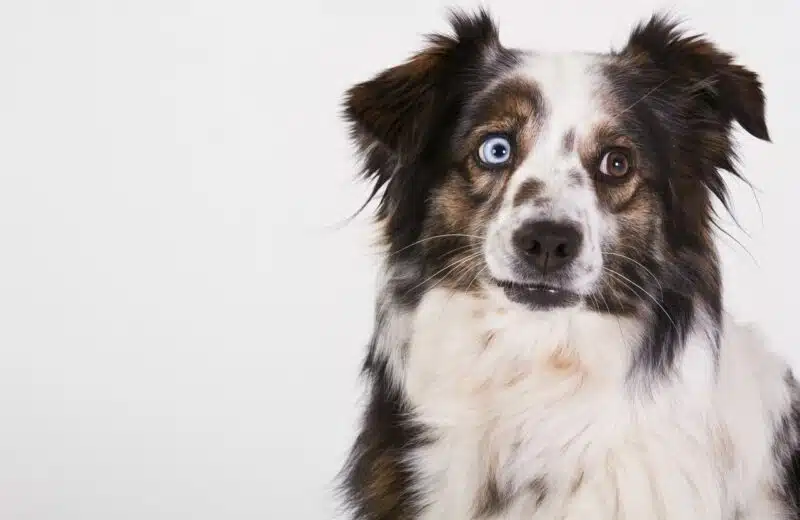 Voyager avec votre animal de compagnie à Valence : où vous loger ?