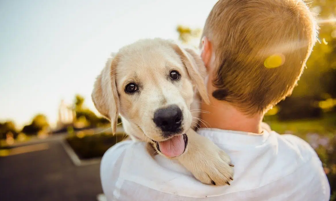 Guide pour faire un long voyage en voiture avec son chien