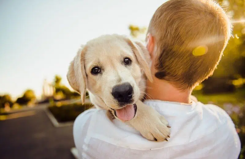 Guide pour faire un long voyage en voiture avec son chien