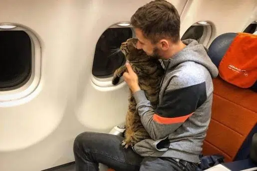 Voyager avec un chat en avion 