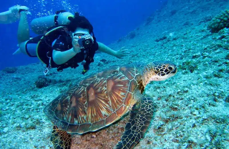 Plongée sous-marine : Explorez les merveilles des fonds marins