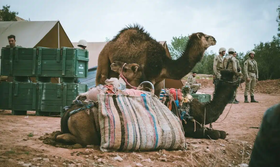 Les conseils essentiels pour voyager avec son animal de compagnie