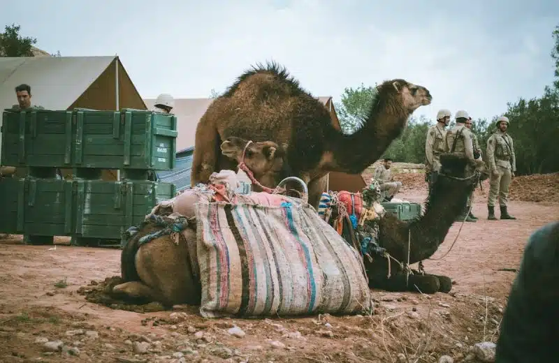 Les conseils essentiels pour voyager avec son animal de compagnie