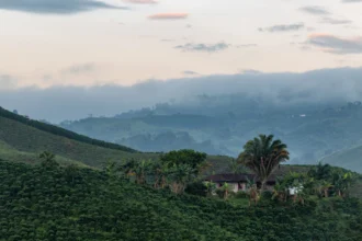 La route du café en Colombie : une aventure sensorielle au cœur du triangle du café