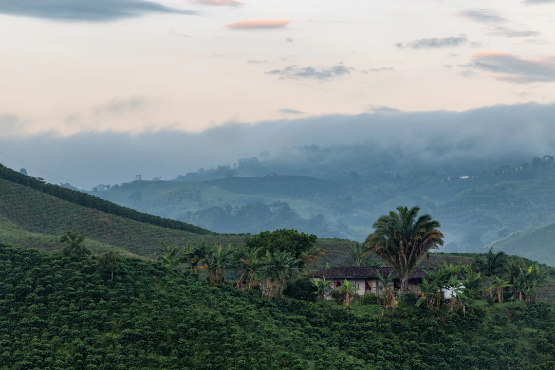 La route du café en Colombie : une aventure sensorielle au cœur du triangle du café