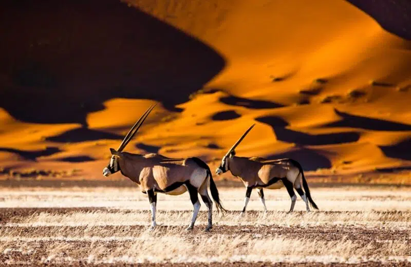 10 raisons de visiter la Namibie