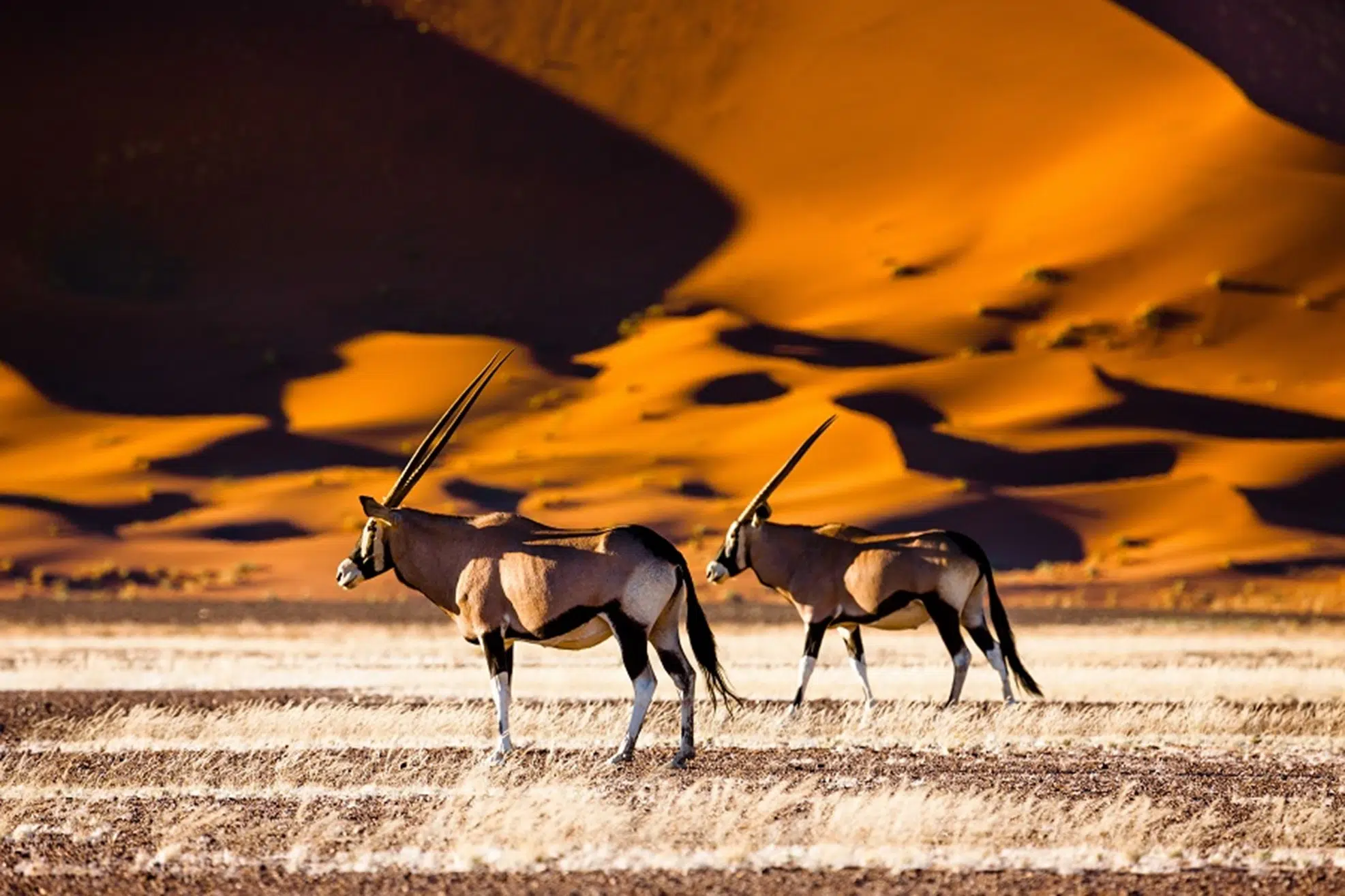 Animaux de Nimibi