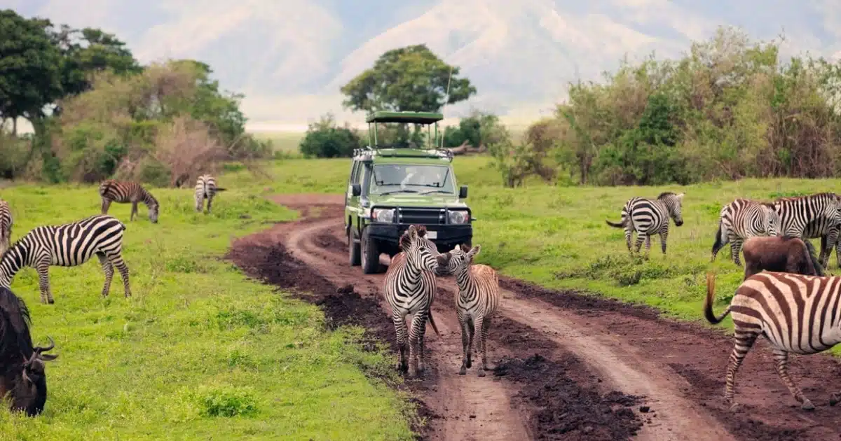 Pourquoi choisir de faire du safari en Afrique 