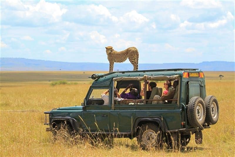 Quelles sont les meilleures destinations pour un safari
