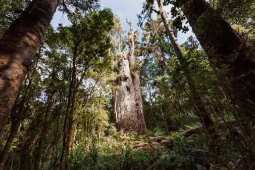 Forêt de Waipoua