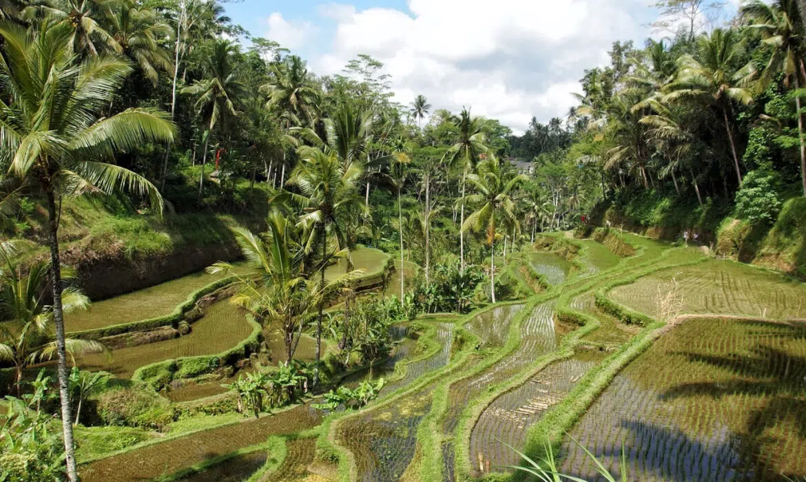 Où marcher dans les rizières d’Ubud, Bali ?