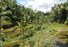 Où marcher dans les rizières d’Ubud, Bali ?