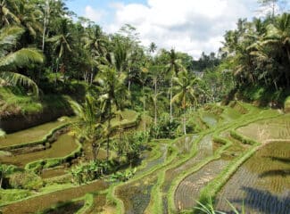 Où marcher dans les rizières d’Ubud, Bali ?