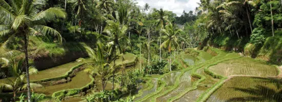 Où marcher dans les rizières d’Ubud, Bali ?