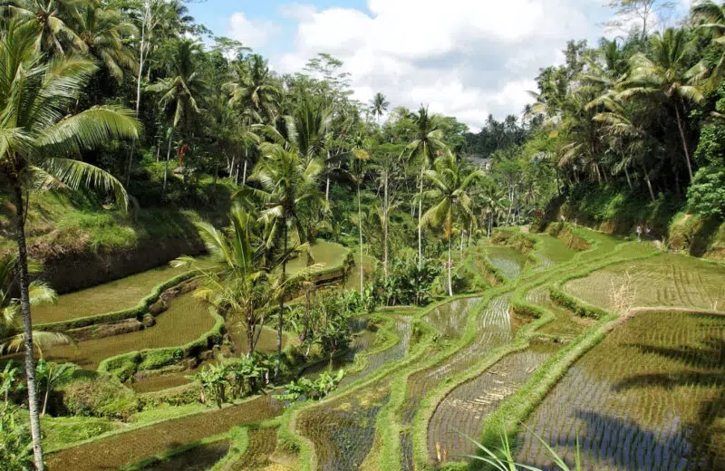 Où marcher dans les rizières d’Ubud, Bali ?