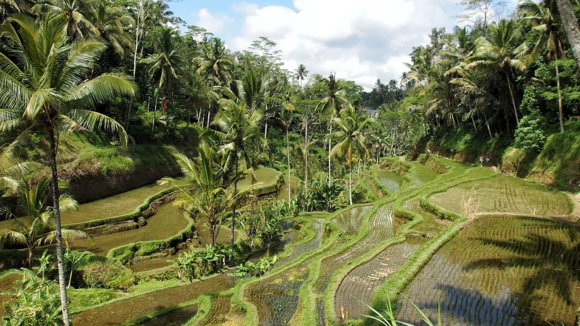 Où marcher dans les rizières d’Ubud, Bali ?
