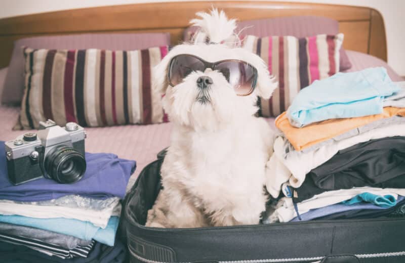 Comment partir en vacances quand on a un chien ?