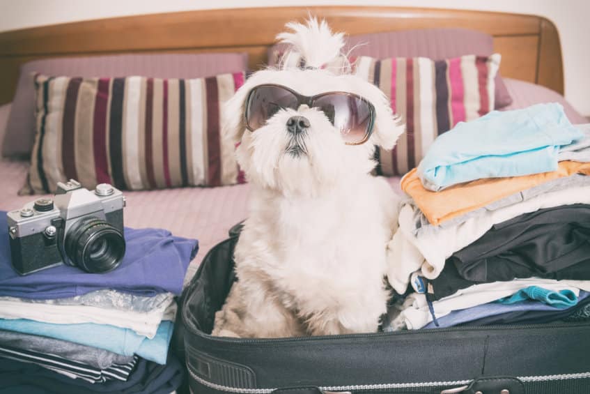 Comment partir en vacances quand on a un chien ?