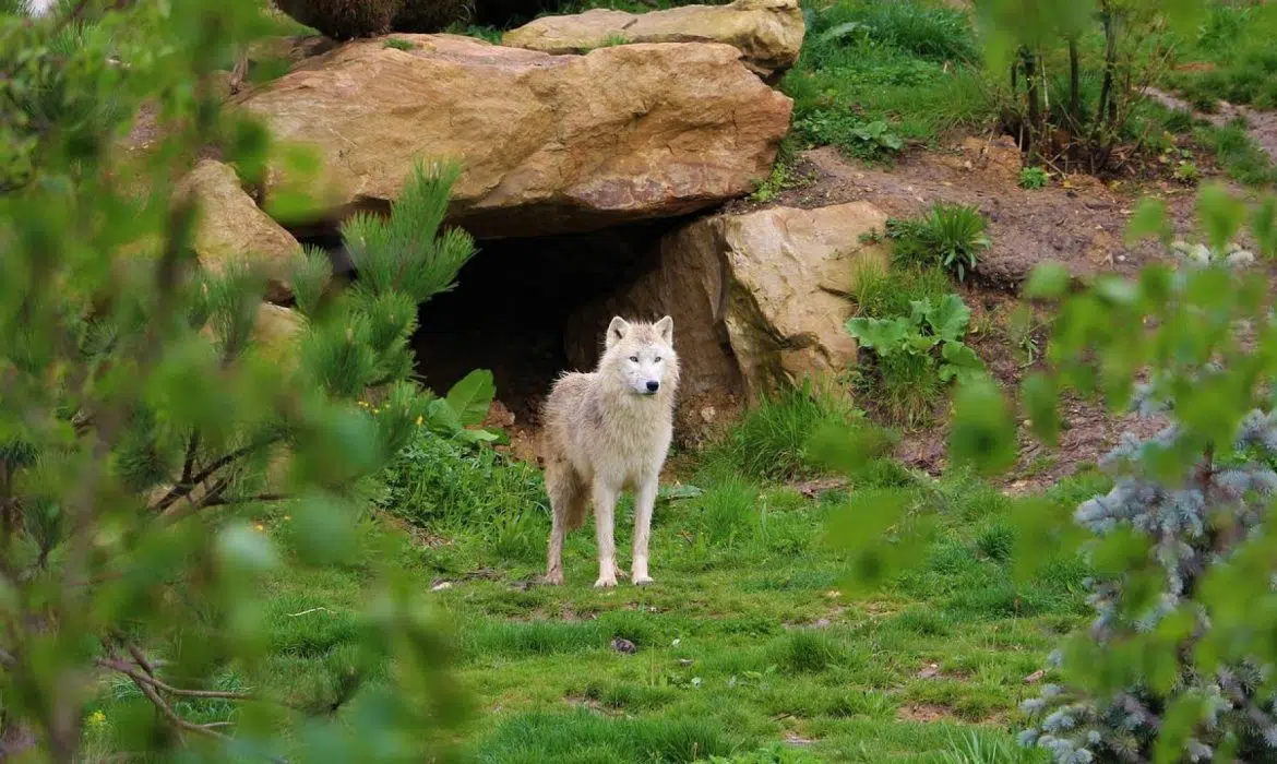 Quels sont les tarifs du parc de Beauval ?