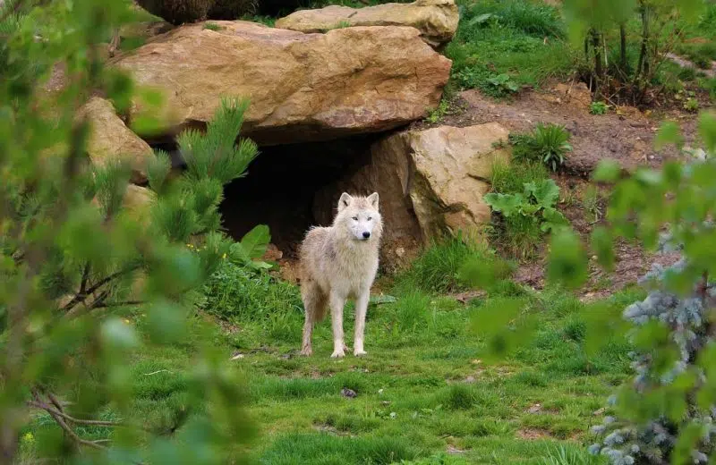 Quels sont les tarifs du parc de Beauval ?