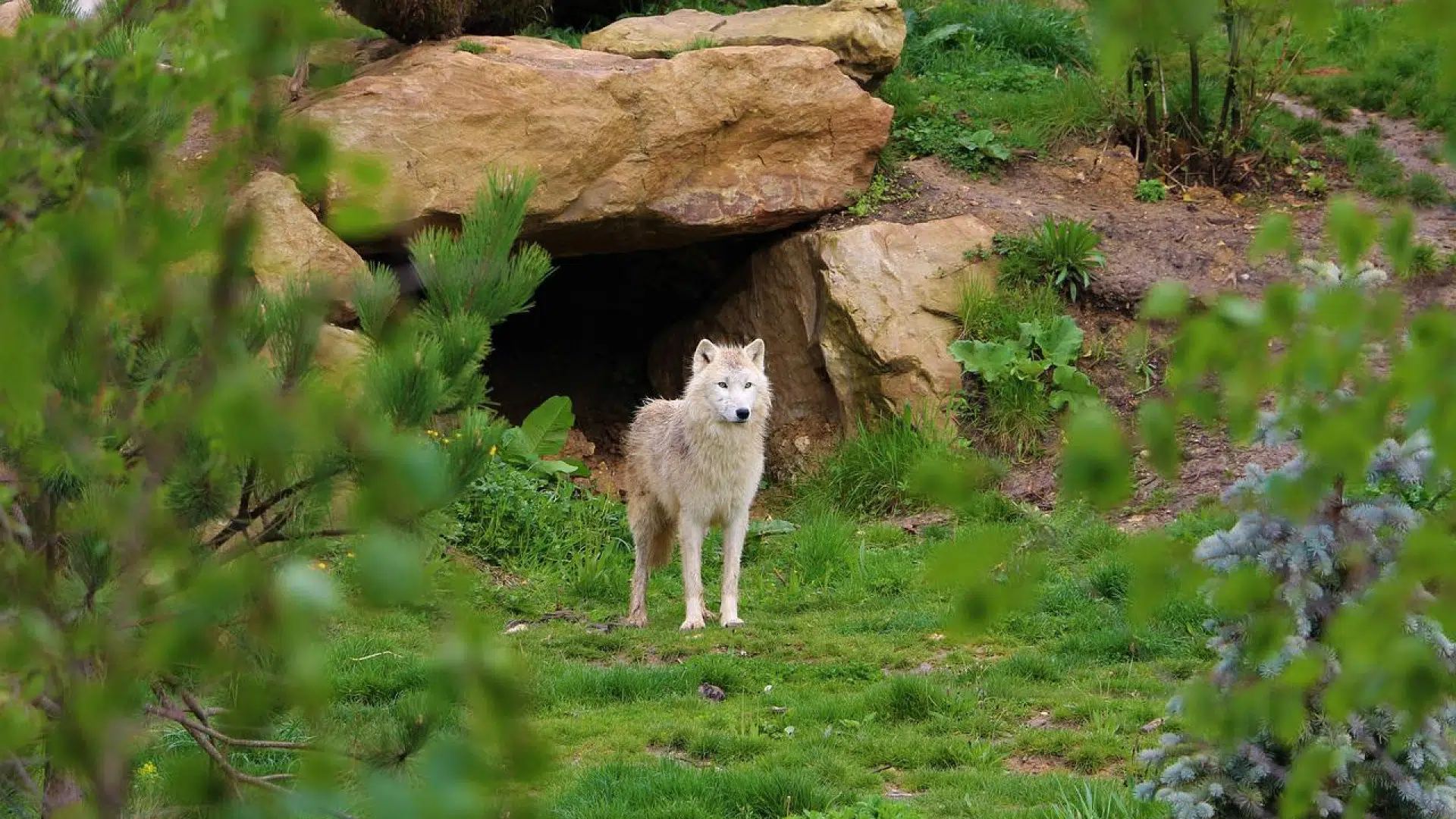 Quels sont les tarifs du parc de Beauval ?