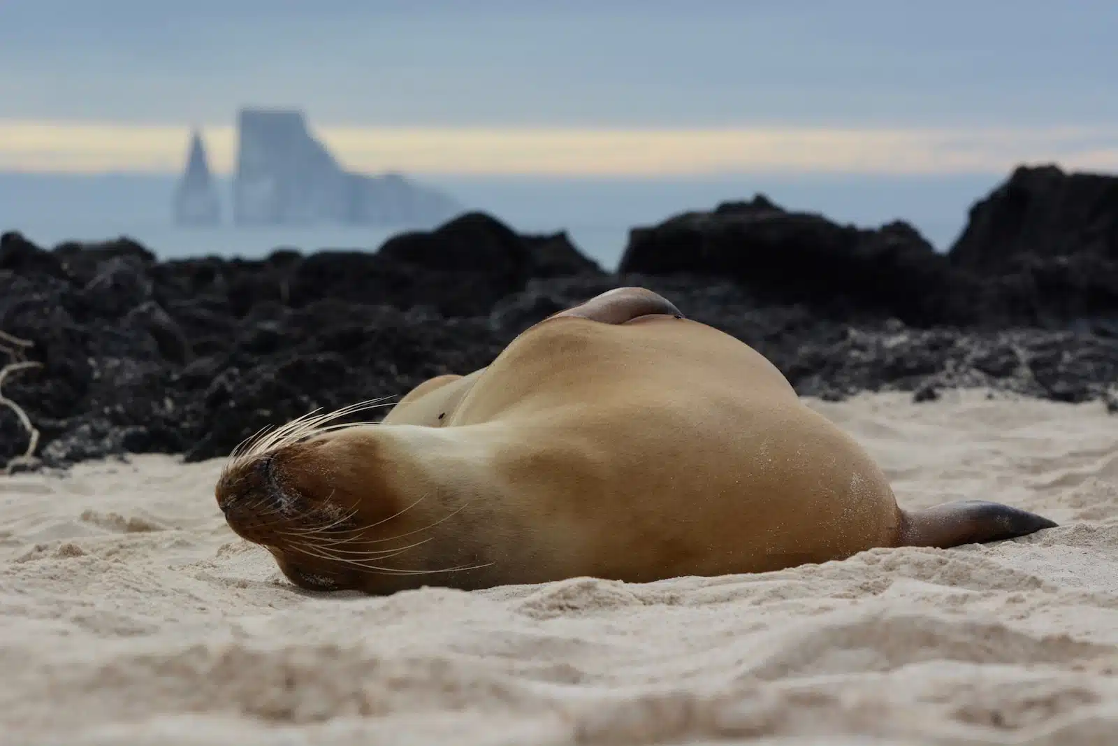 brown sea lion lying on sand during daytime
