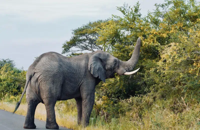 15 jours en Afrique du Sud : programme