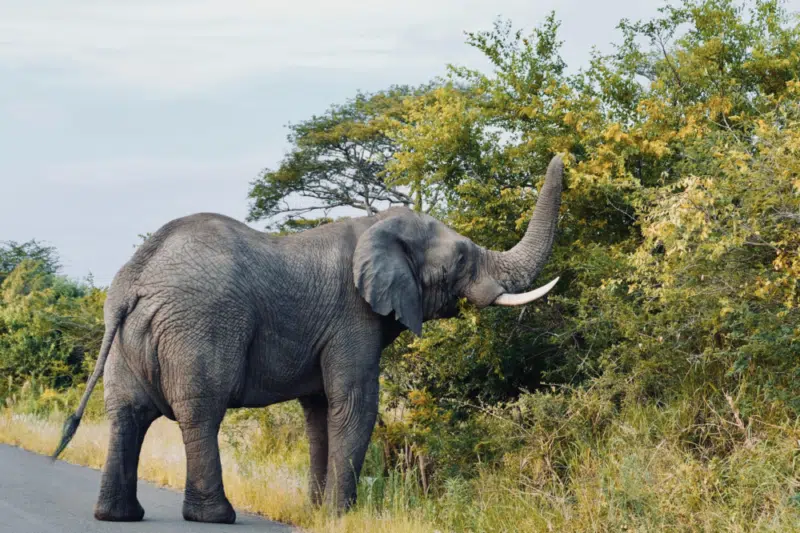 15 jours en Afrique du Sud : programme