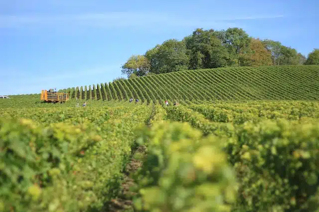 Tenter l’expérience de visite de domaines viticoles