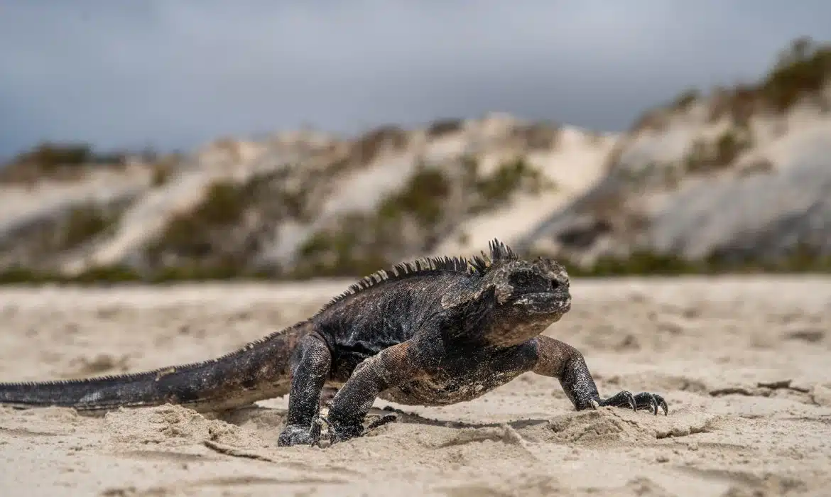 5 Choses que Vous Ne Devriez Jamais Manquer lors d’un Voyage aux Galápagos