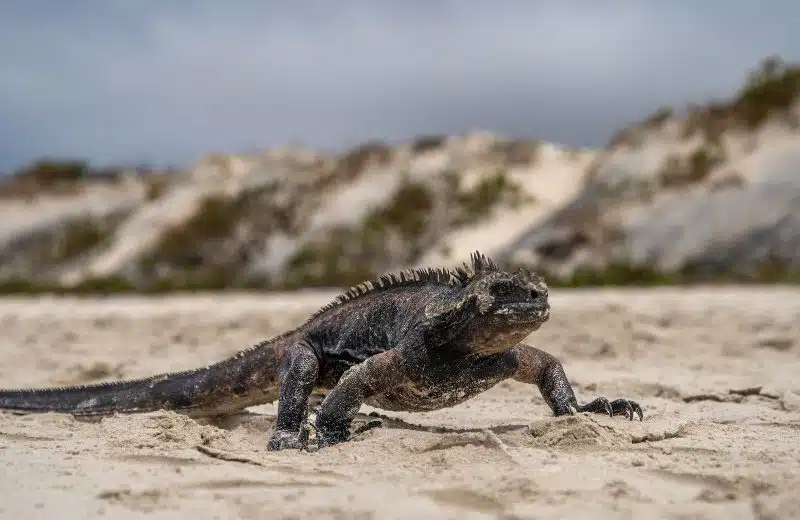 5 Choses que Vous Ne Devriez Jamais Manquer lors d’un Voyage aux Galápagos